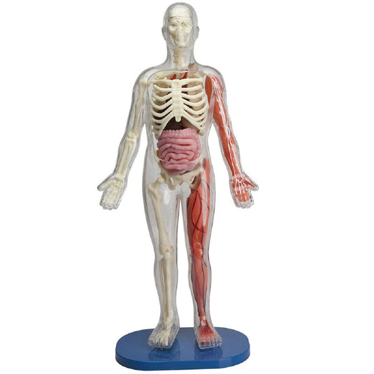 Squishy Human Body