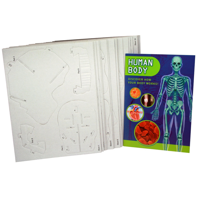 Load image into Gallery viewer, Press Out And Build - Human Skeleton