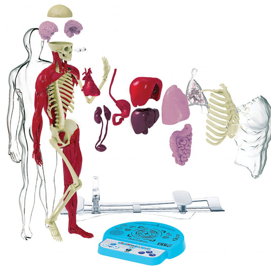 The squishy human body cheap