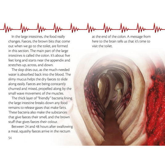 A Trip Through the Body